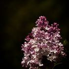 2017-04-lilas