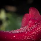 2017-04-rhododendron-rosee1