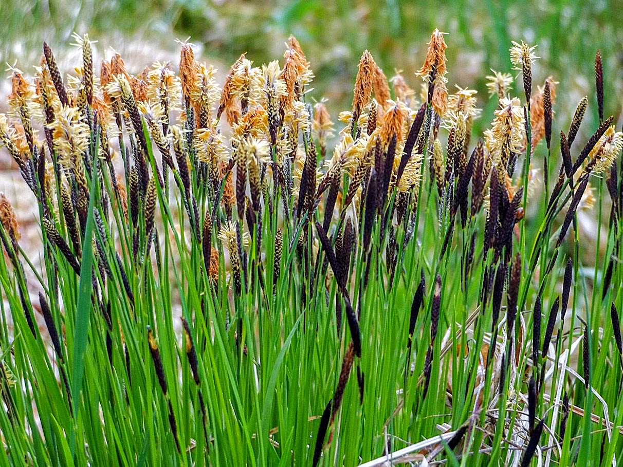 2017-05-18 Carex cespitosa