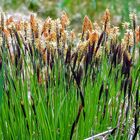 2017-05-18 Carex cespitosa