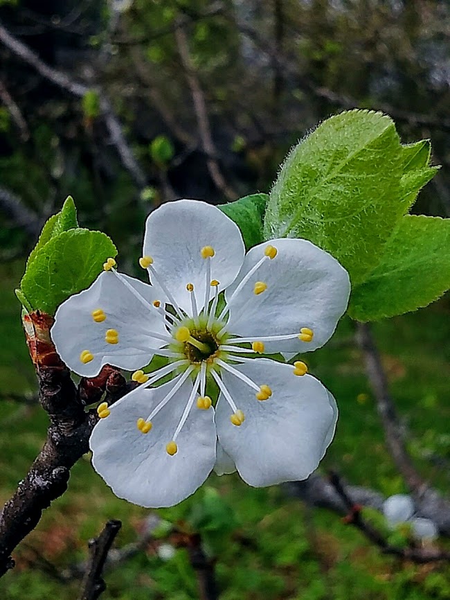 2017-05-20 Pflaume blühen