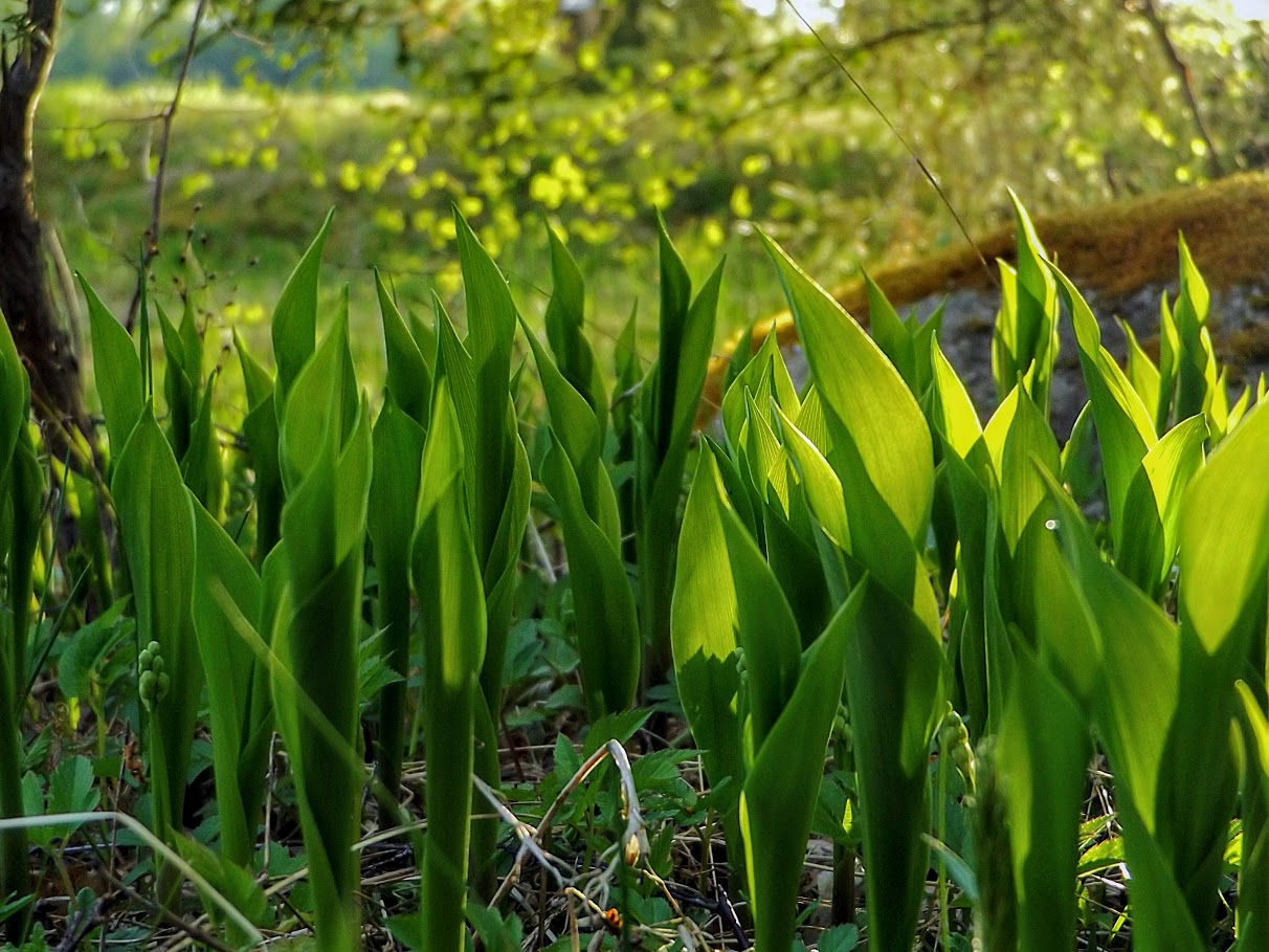 2017-05-22 Maiglöckchen heute