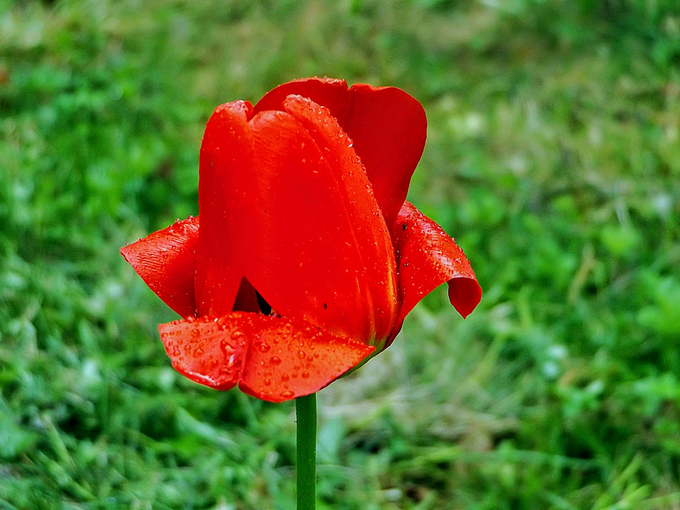 2017-05-28 eine Tulpe