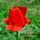 2017-05-28 eine Tulpe