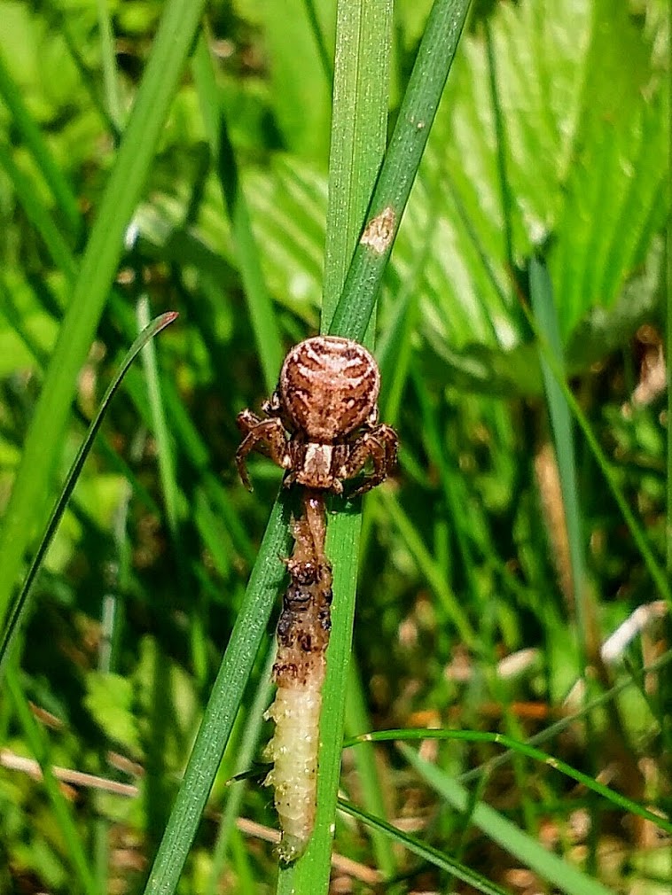 2017-05-28 Spinne