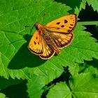 2017-05-30 butterfly