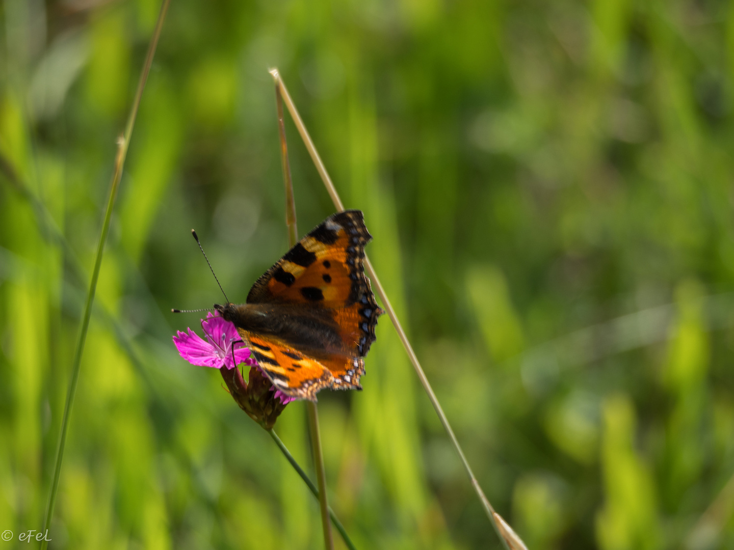 2017-06-fleur-papillon