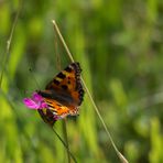 2017-06-fleur-papillon