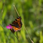 2017-06-fleur-papillon