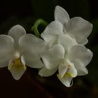 2017-07-11-ORQUIDEA1