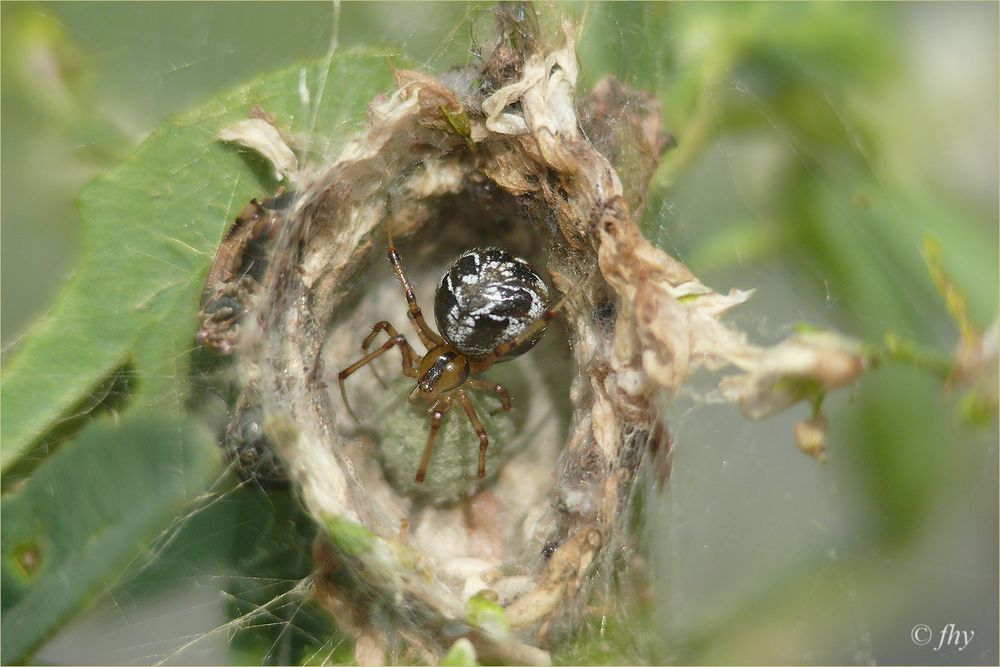 2017-07-13-Lu0678-Spinne-im-Nest-fhy