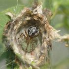 2017-07-13-Lu0678-Spinne-im-Nest-fhy