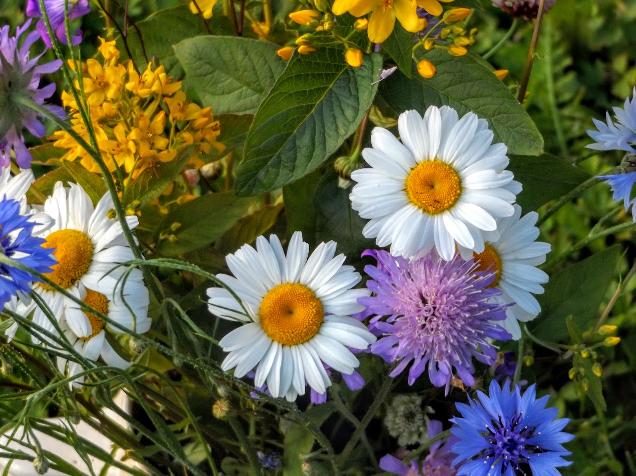 2017-07-20 schöne Blumen-Bouquet