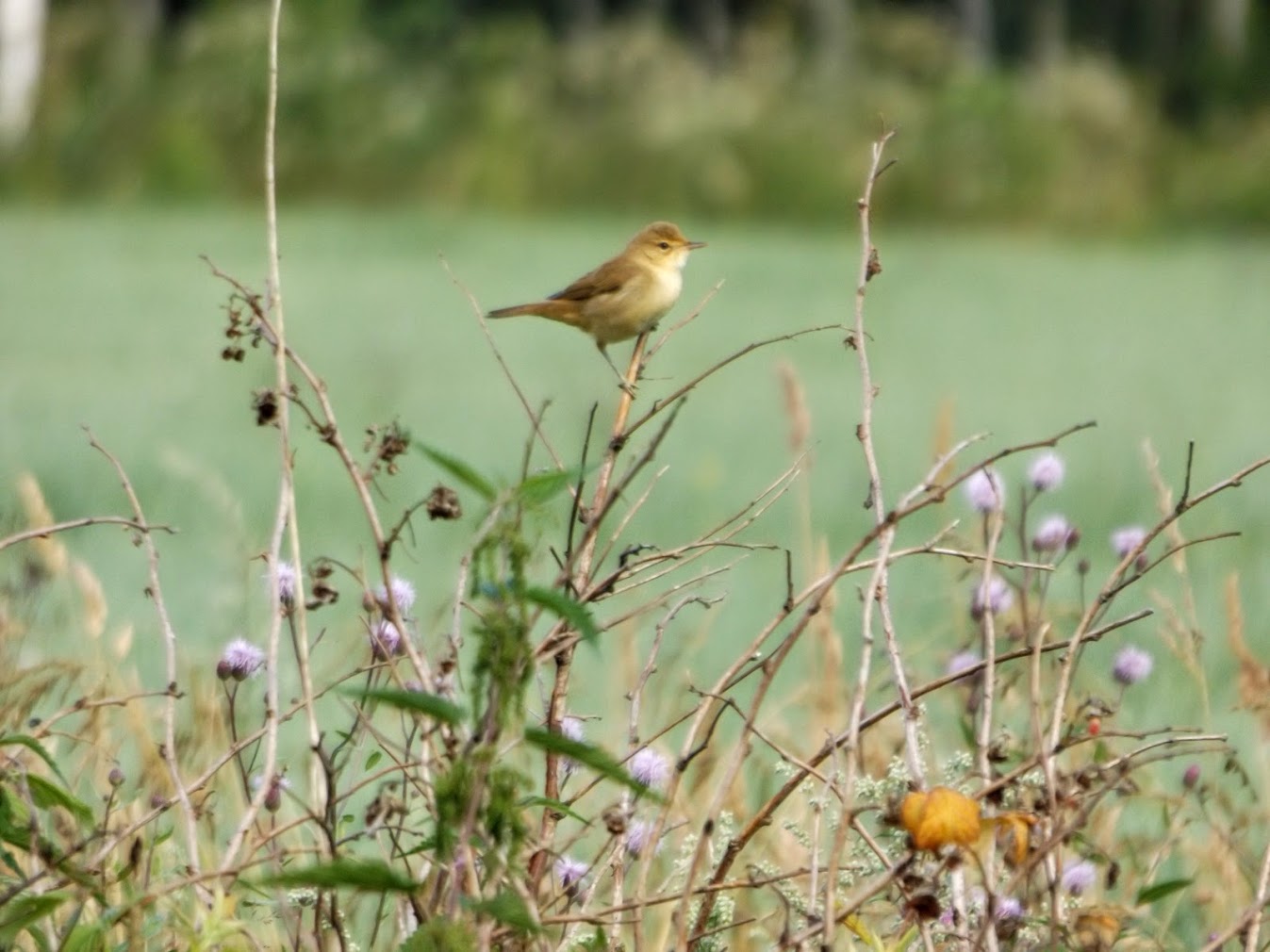 2017-08-08 ein Singvogel 