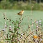 2017-08-08 ein Singvogel 