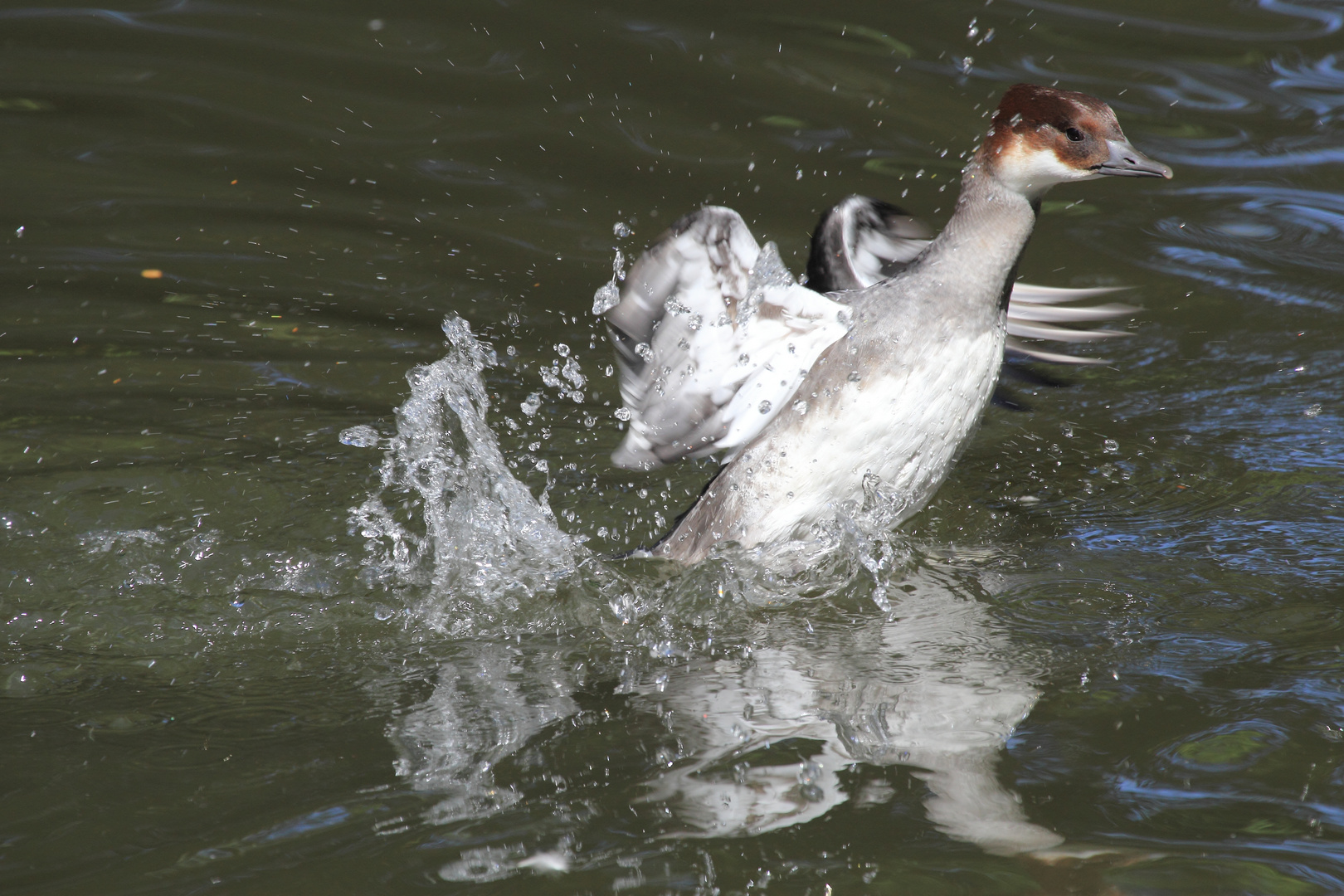 2017-08-22 Basel, Tierpark Lange Erlen, Gänsesäger (Mergus merganser), weibchen (7)