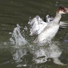 2017-08-22 Basel, Tierpark Lange Erlen, Gänsesäger (Mergus merganser), weibchen (7)