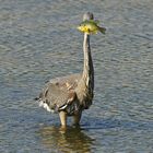 2017-09-25 à 13-47-13Grand Héron et son repas .