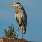 2017-10-18 Graureiher/Fischreiher