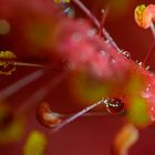 2017 11 09 Hibiskus 001 _DSC6279