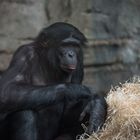 2017 Bonobo im Frankfurter Zoo