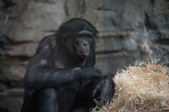 2017 Bonobo im Frankfurter Zoo