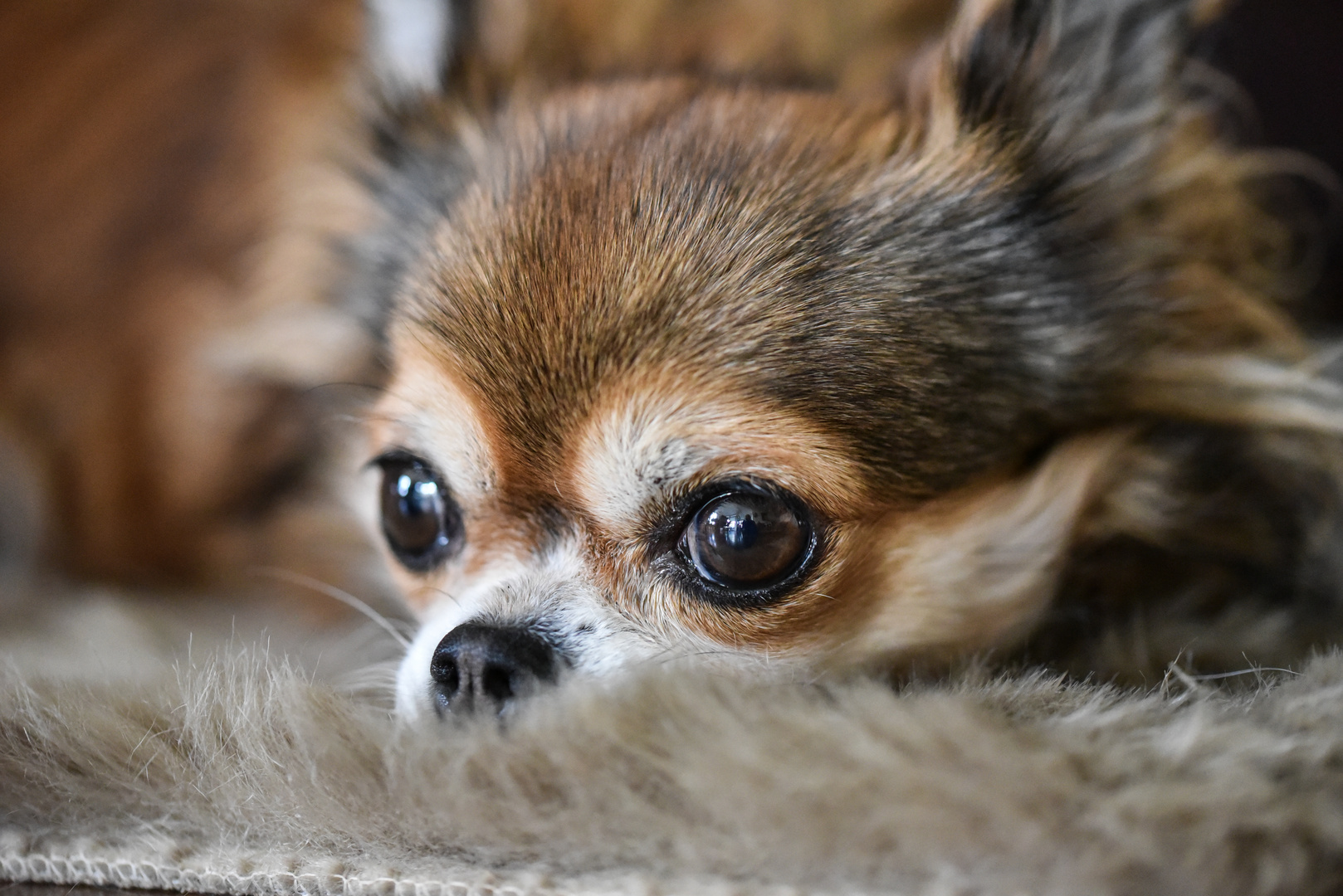 2017 Chihuahua - "Schau mir in die Augen"