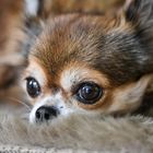 2017 Chihuahua - "Schau mir in die Augen"