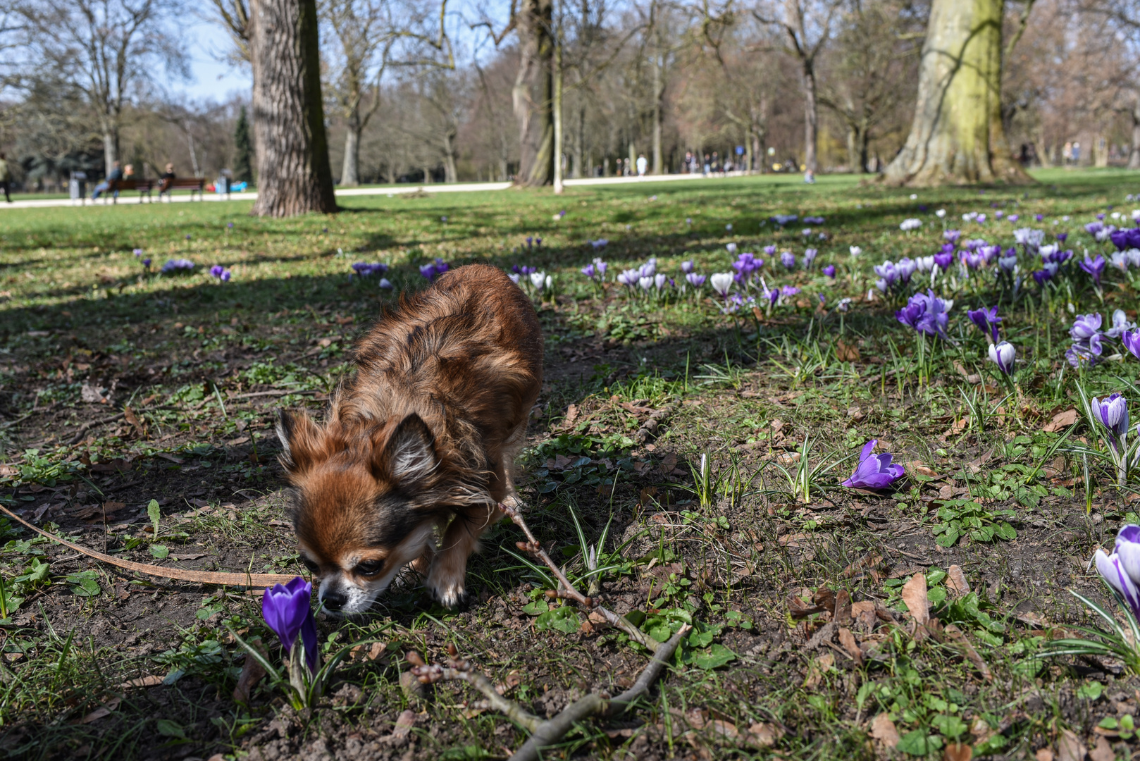 2017 Chihuahua: was duftet das so gut / Frankfurt,Grüneburgpark