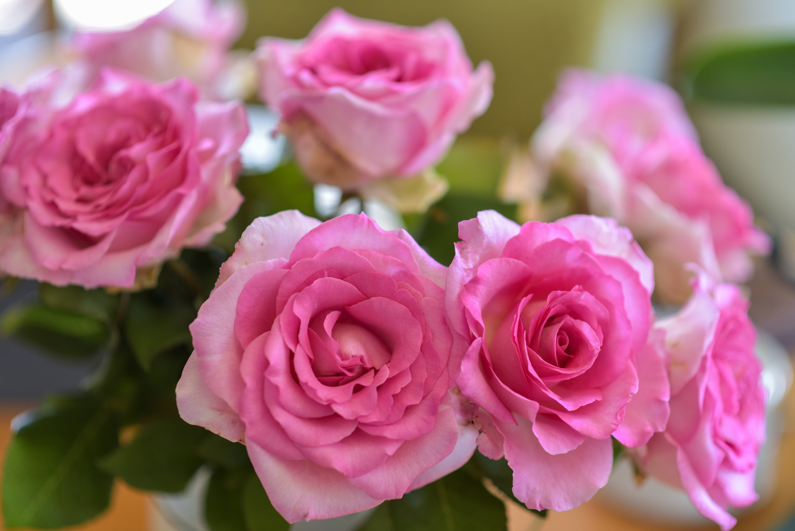 2017 duftende Rosen in Pink