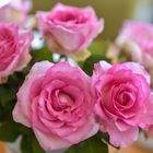 2017 duftende Rosen in Pink
