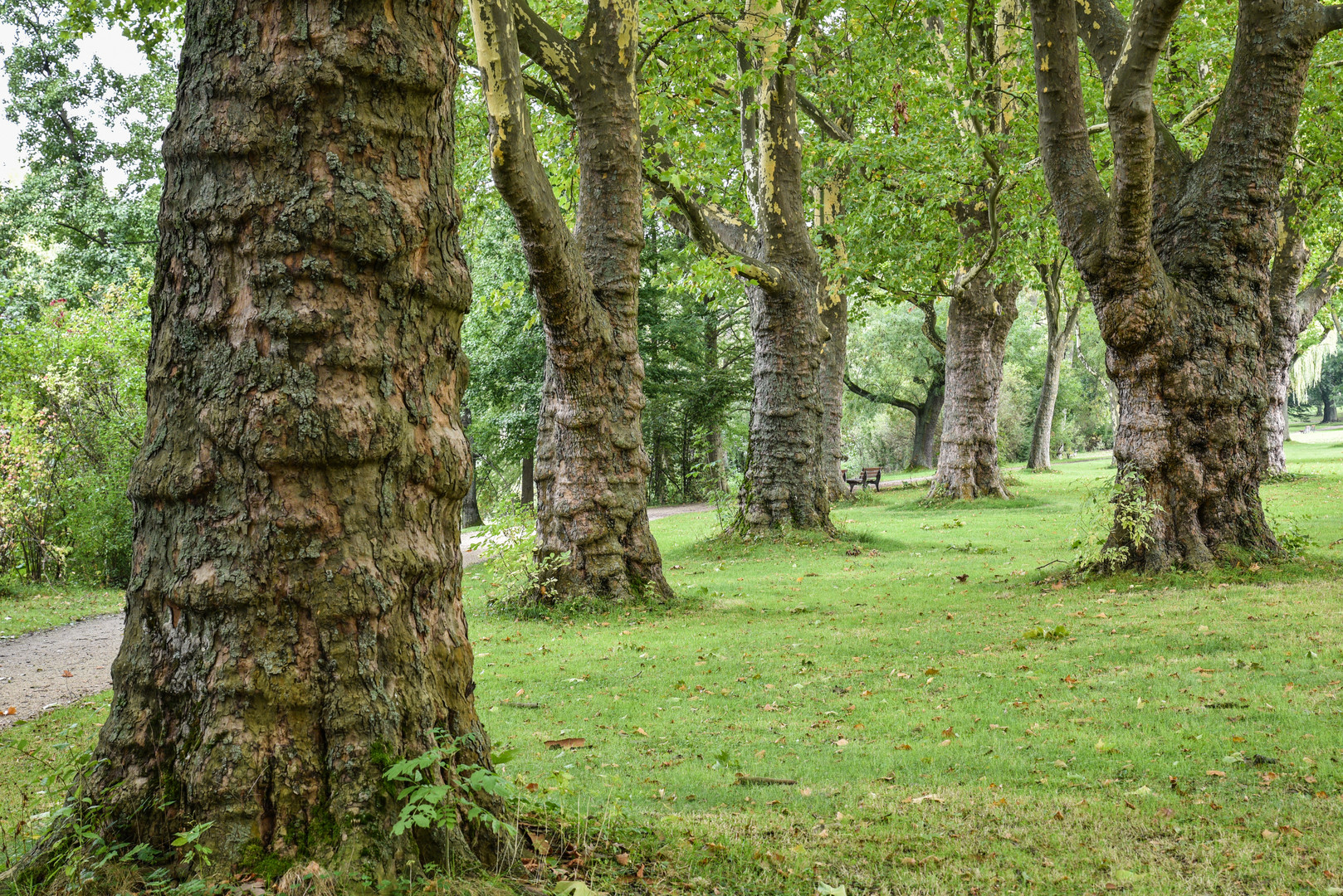 2017 Märchenwald uralte Platanen im Ostpark