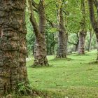 2017 Märchenwald uralte Platanen im Ostpark