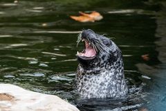 2017 Seehund im Frankfurter Zoo