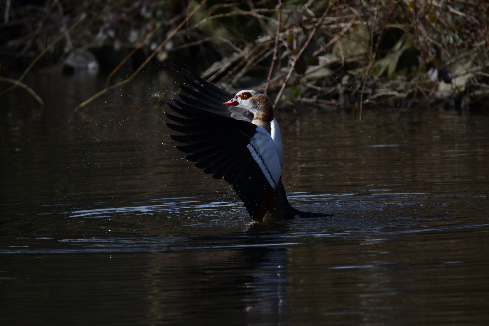 2017.03.10 Ni Ki_Nilgans a