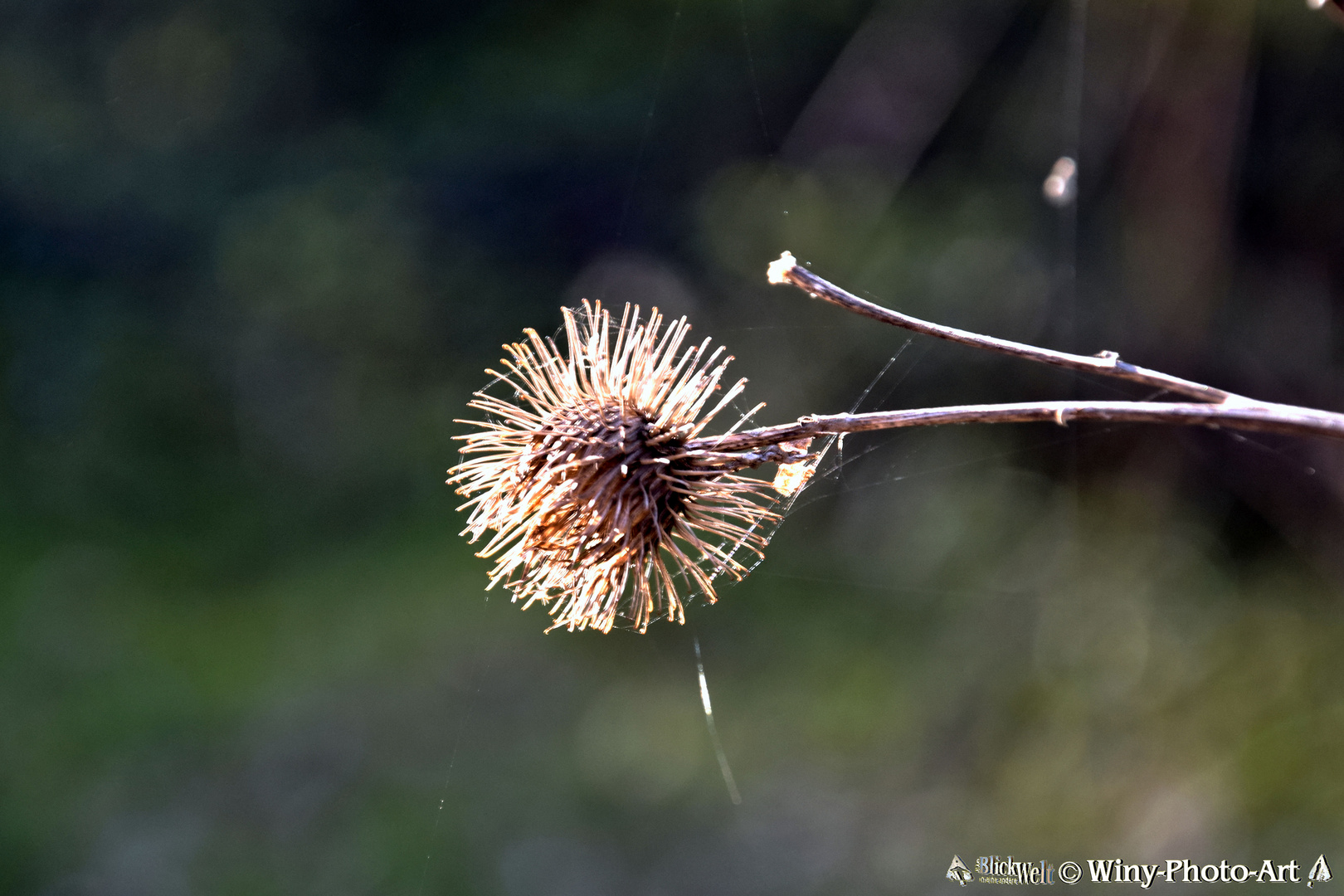 2017.04.09. Ausgereift