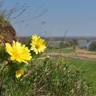 20170410 Adonisröschen an der Oder I