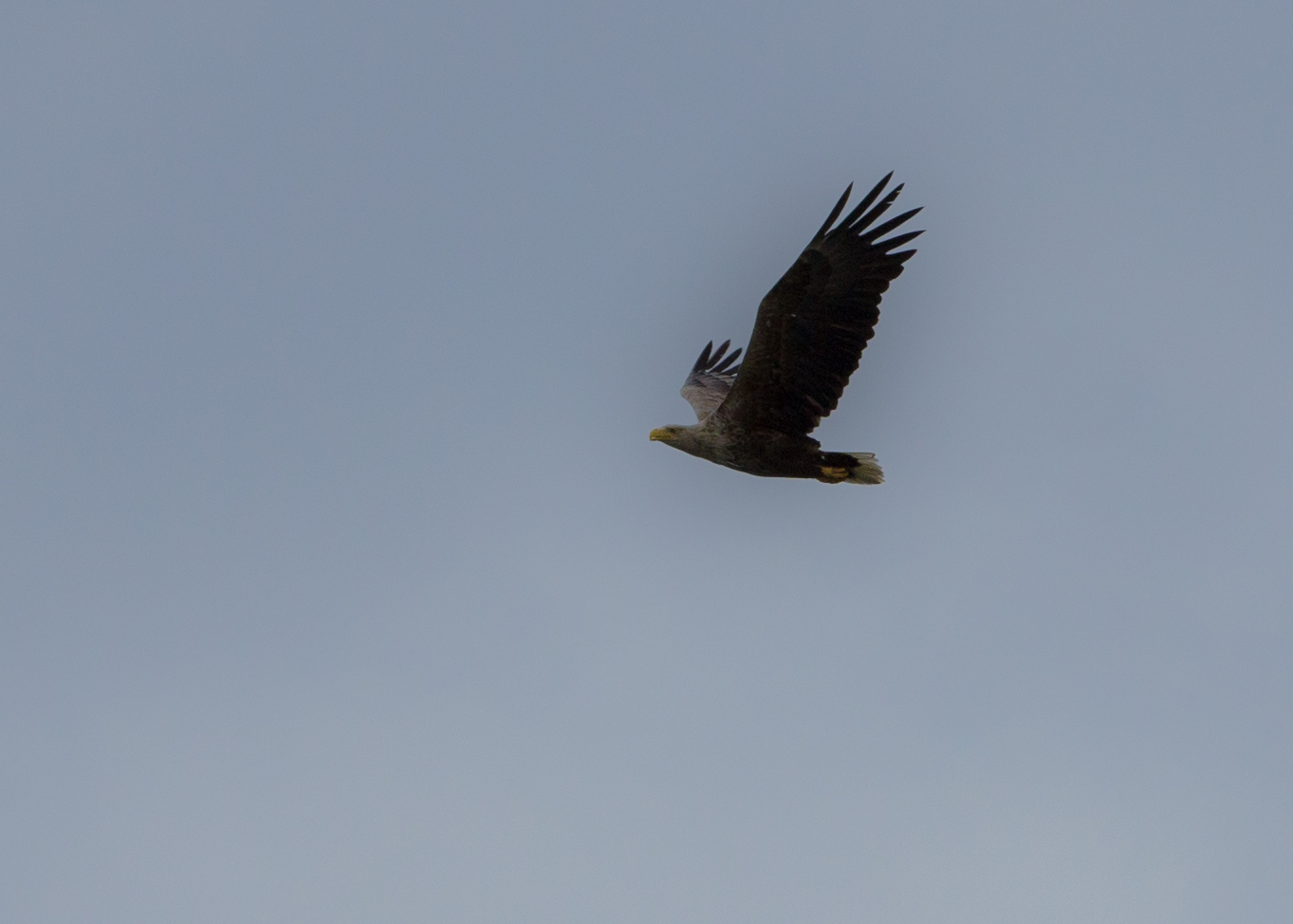 2017_04_Usedom_Adler-4490