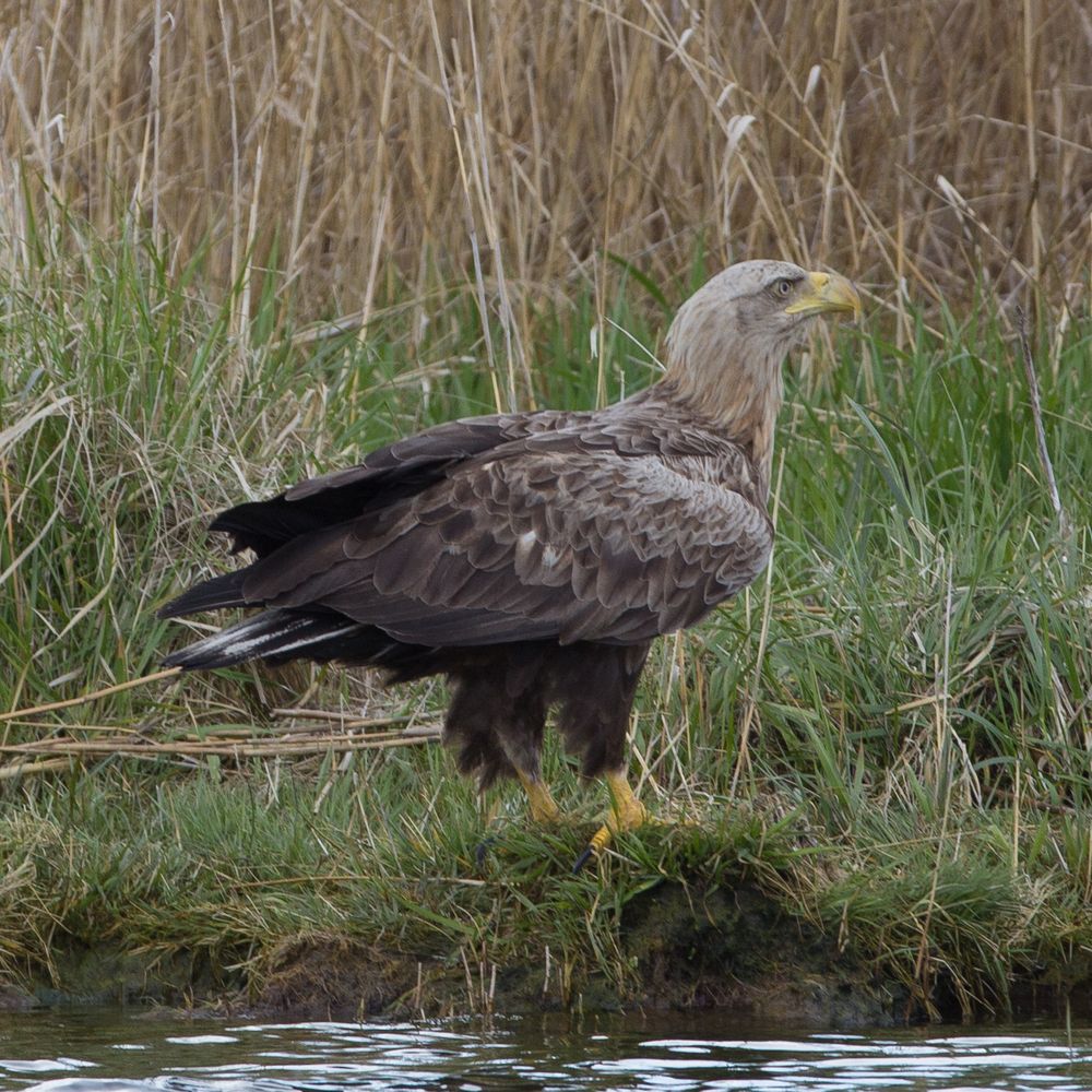 2017_04_Usedom_Adler-4535b