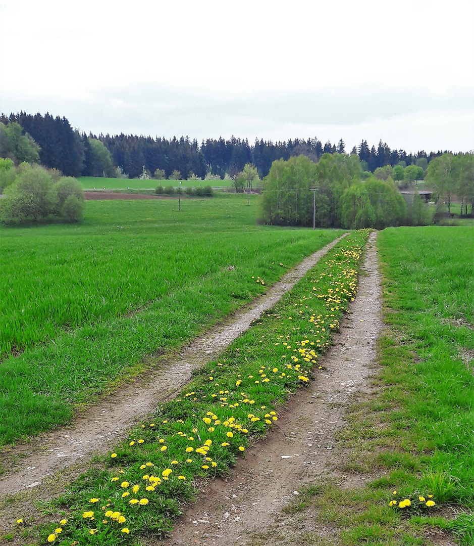 20170501  1.Mai 2017  Löwenzahnmittelstreifen mit Blick zur Streuobstwiese (vor dem Wald)