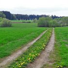 20170501  1.Mai 2017  Löwenzahnmittelstreifen mit Blick zur Streuobstwiese (vor dem Wald)