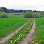 20170501  1.Mai 2017  Löwenzahnmittelstreifen mit Blick zur Streuobstwiese (vor dem Wald)