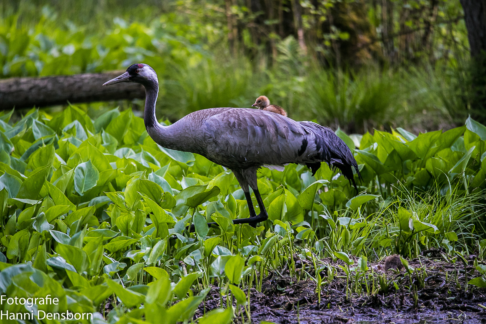 20170522-Foto Tour Mecklenburg Vorpommern 3574