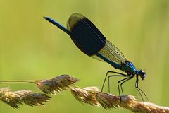 20170611 Blauflügel-Prachtlibelle