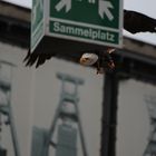 2017_06_11Sammelplatz