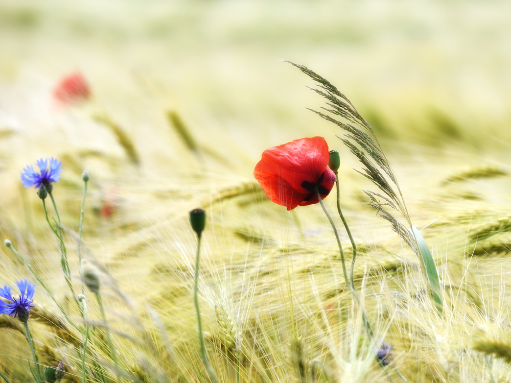 20170612 Mohn und mehr 1