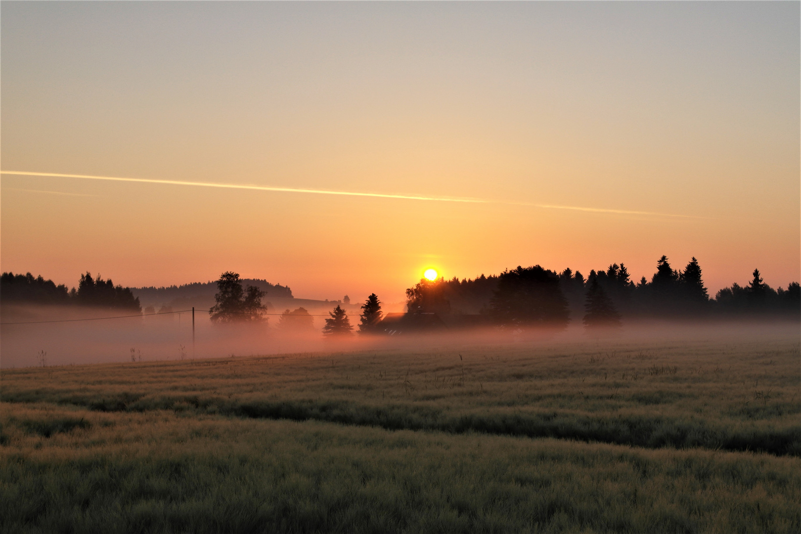 20170622 ARCHIV  Sonnenaufgang über den Baumwipfeln