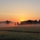 20170622 ARCHIV  Sonnenaufgang über den Baumwipfeln