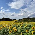 201707 Die Sonnenblumenautobahn