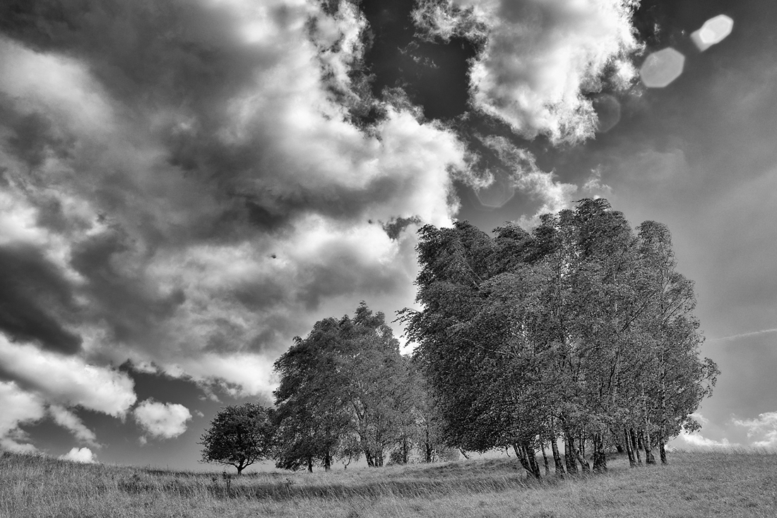 20170704 Bäume und Wiese im Wind